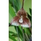 Dracula Erythrocaete - Orquidea Cara de Macaco