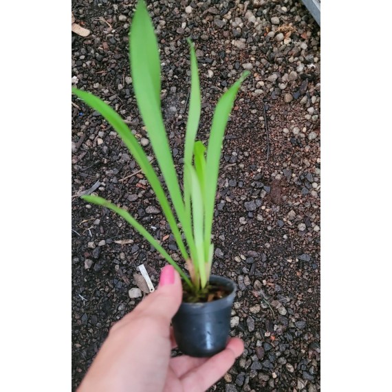 Dracula Erythrocaete - Orquidea Cara de Macaco
