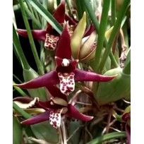 Maxillaria Tenuifolia Nigrescens - Perfumada