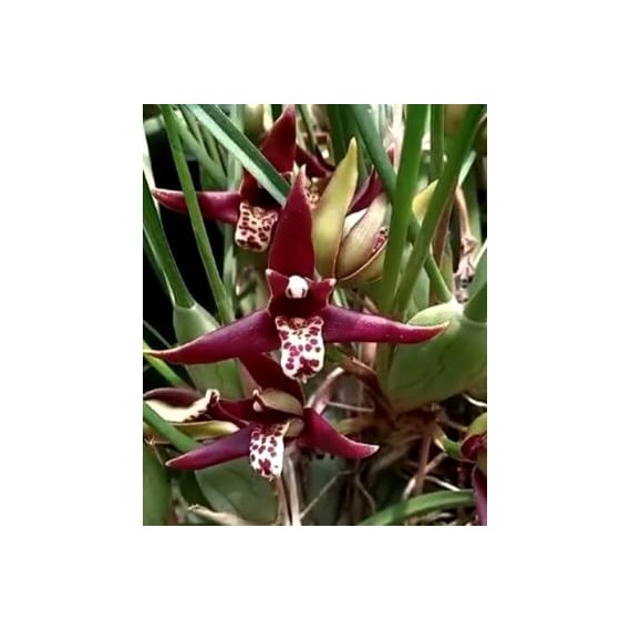 Maxillaria Tenuifolia Nigrescens - Perfume Doce...
