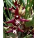 Maxillaria Tenuifolia Nigrescens - Perfume Doce Coco