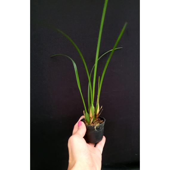 Maxillaria Tenuifolia Nigrescens - Perfume Doce...