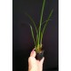 Maxillaria Tenuifolia Nigrescens - Perfume Doce Coco