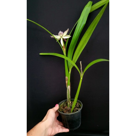 Prostechea Baculus - Haste Floral