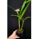 Prostechea Baculus - Haste Floral