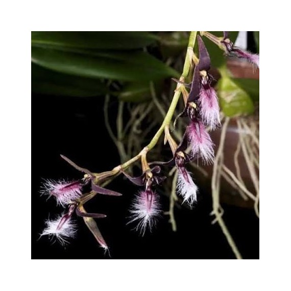 Bulbophyllum Miniatum AD - Micro Orquidea