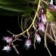 Bulbophyllum Miniatum AD - Micro Orquidea