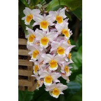 Dendrobium Farmerii - Sdl