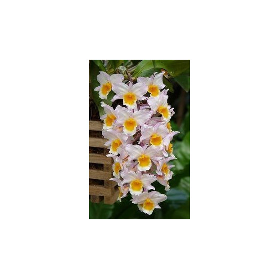 Dendrobium Farmerii - Sdl
