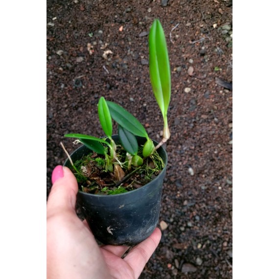 Bulbophyllum Miniatum AD - Micro Orquidea
