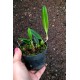Bulbophyllum Miniatum AD - Micro Orquidea