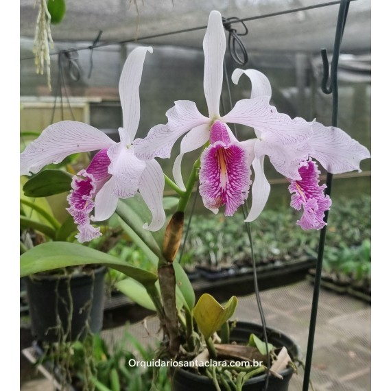 Cattleya Máxima Semi Alba Estriata  - AD