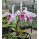 Cattleya Máxima Semi Alba Estriata  - AD