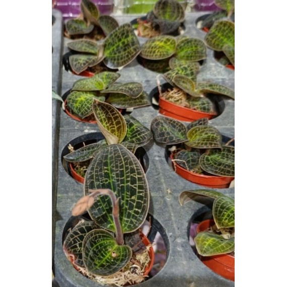 Macodes Sanderiana (Orquídea Jóia)