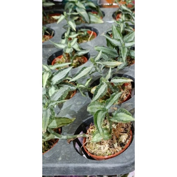 Aspidogyne Argentea (Orquídea Jóia)