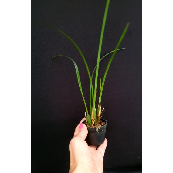 Maxillaria Tenuifolia Nigrescens - Perfume Doce...