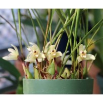 Maxillaria Kautskyi - Perfumada