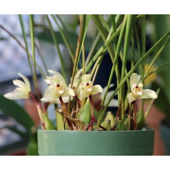 Maxillaria Kautskyi - Perfumada