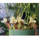 Maxillaria Kautskyi - Perfumada