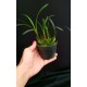 Maxillaria Kautskyi - Perfumada