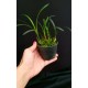 Maxillaria Kautskyi - Perfumada