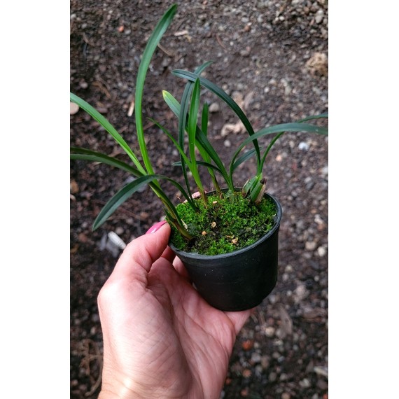 Maxillaria Kautskyi - Perfumada