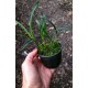 Maxillaria Kautskyi - Perfumada