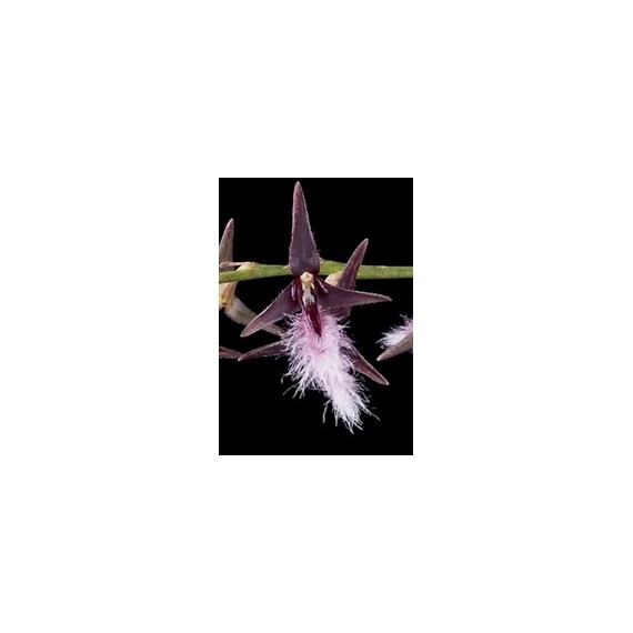 Bulbophyllum Miniatum - Micro Orquidea