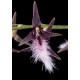 Bulbophyllum Miniatum - Micro Orquidea