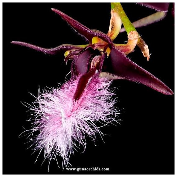 Bulbophyllum Miniatum - Micro Orquidea