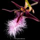 Bulbophyllum Miniatum AD - Micro Orquidea