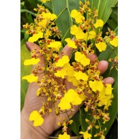 Oncidium Sweet Sugar  - AD