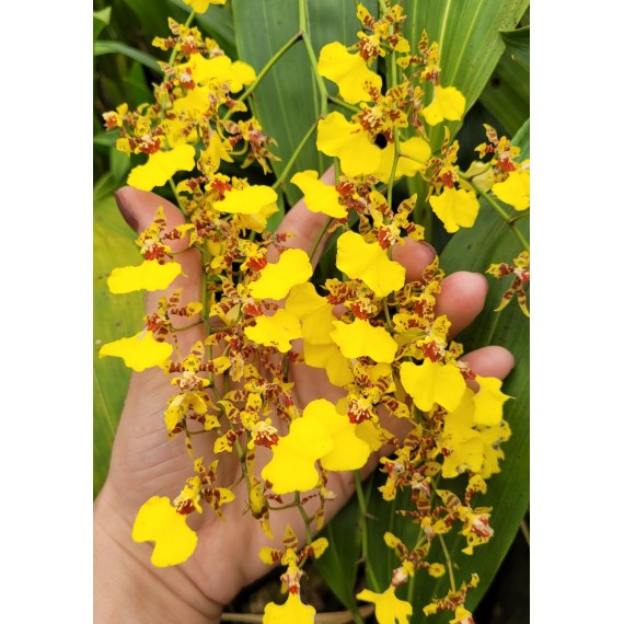 Oncidium Sweet Sugar  (ÉPOCA DE FLORAÇÃO)