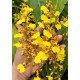 Oncidium Sweet Sugar  - AD