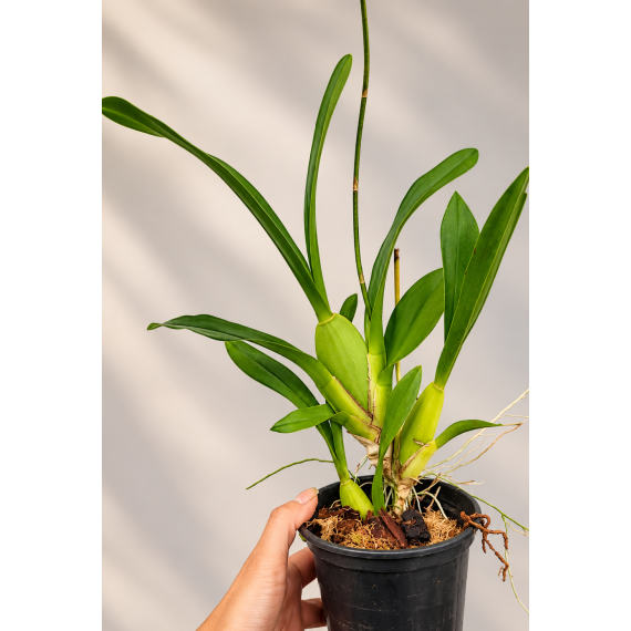 Oncidium Sweet Sugar  - AD