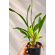 Oncidium Sweet Sugar  - AD
