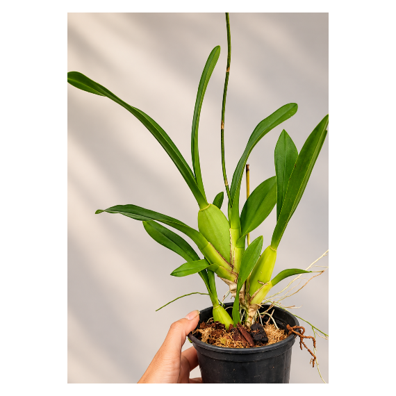 Oncidium Sweet Sugar  - AD