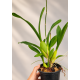 Oncidium Sweet Sugar  - AD