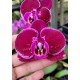 Phalaenopsis Exótica "Barbie Girl"