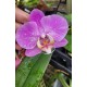 Phalaenopsis Exótica "Barbie Girl" Com Haste Floral