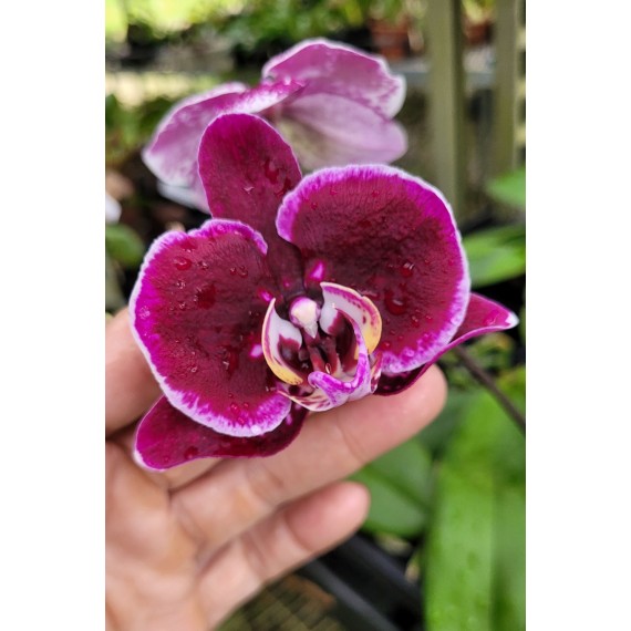 Phalaenopsis Exótica "Barbie Girl" Com Haste...