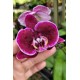 Phalaenopsis Exótica "Barbie Girl" Com Haste Floral