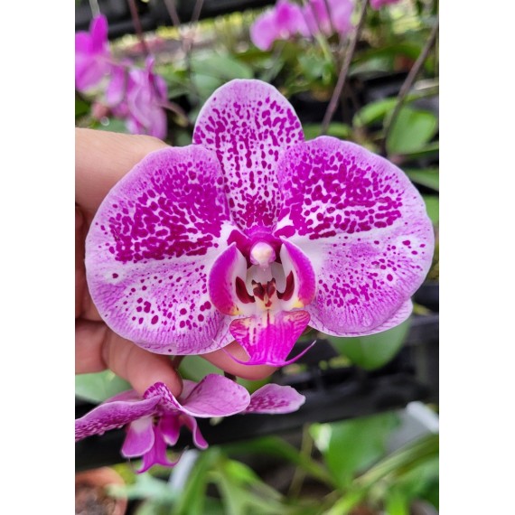 Phalaenopsis Exótica "Barbie Girl" Com Haste...