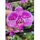 Phalaenopsis Exótica "Barbie Girl" Com Haste Floral