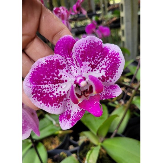 Phalaenopsis Exótica "Barbie Girl" Com Haste...