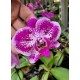 Phalaenopsis Exótica "Barbie Girl"