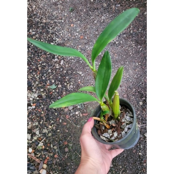 Dendrobium Spectabile - Pre Adulta