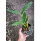 Dendrobium Spectabile - Pre Adulta