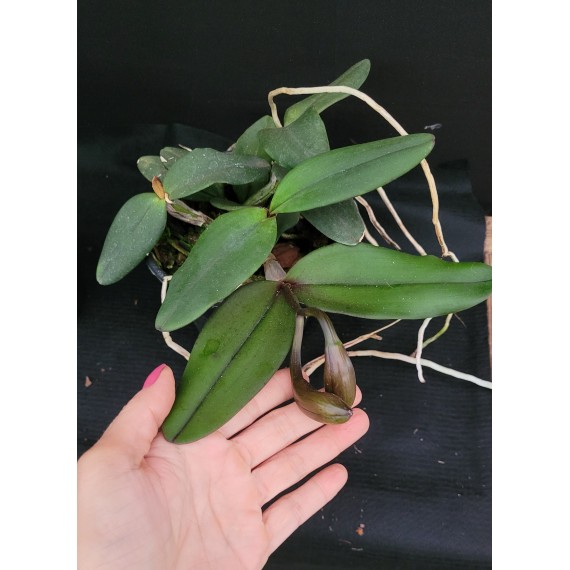 Cattleya Schilleriana Esmeralda (COLEÇÃO) EM...