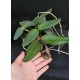 Cattleya Schilleriana Esmeralda (COLEÇÃO) EM FLORAÇÃO